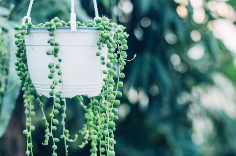 string of pearls plant care