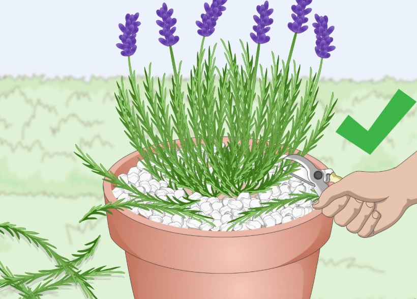 growing lavender in pots