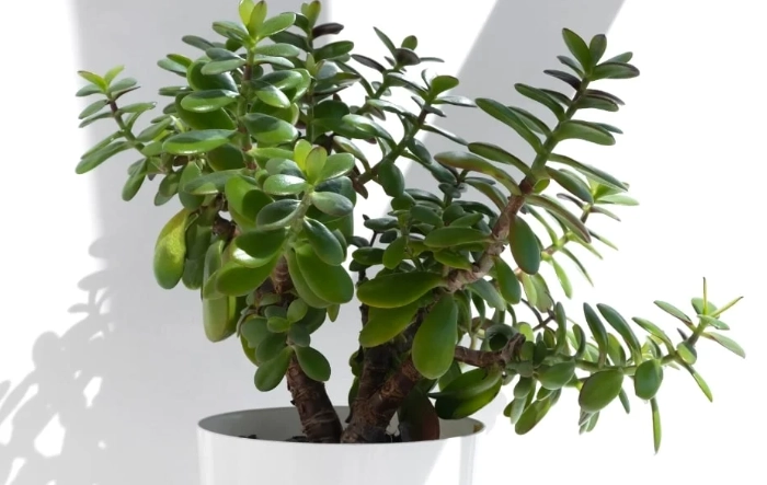 jade plant watering schedule
