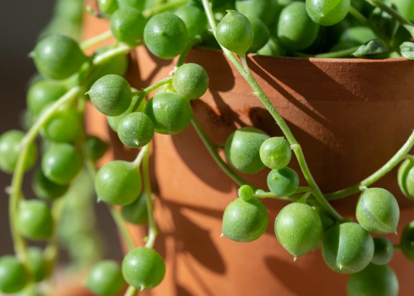 how to care for string of pearls