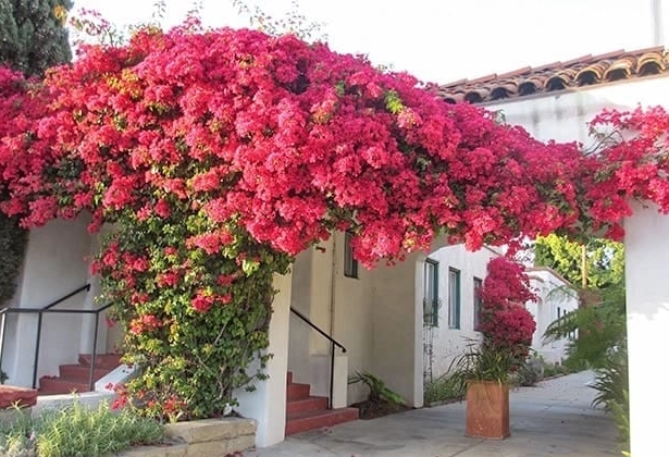 bougainvillea care
