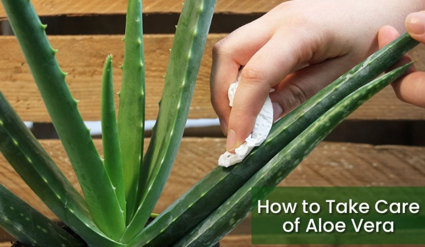 aloe vera plant care