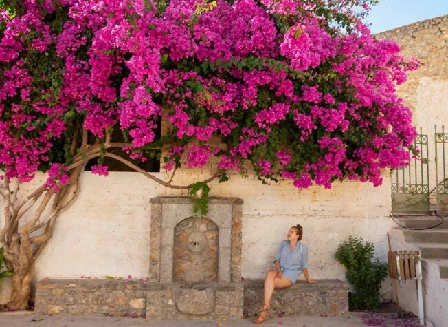 bougainvillea plant care tips