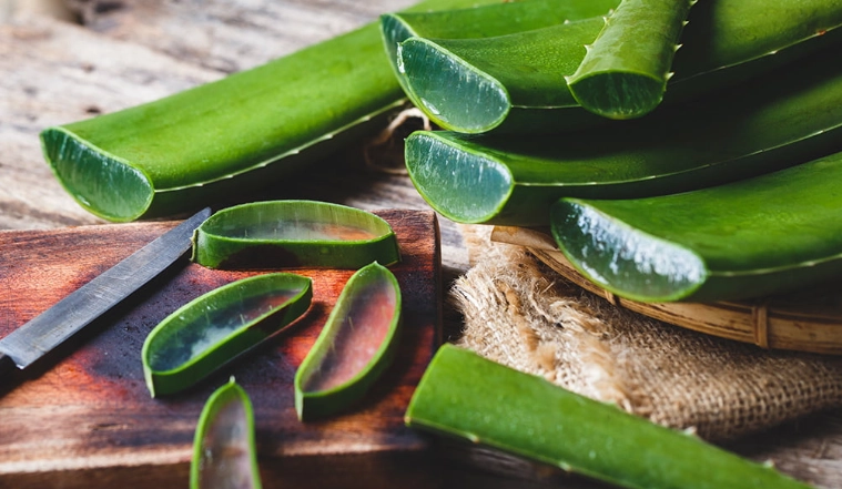 aloe vera plant benefits