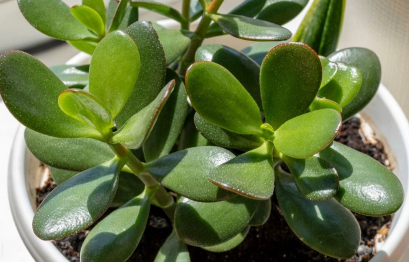 jade plant watering schedule