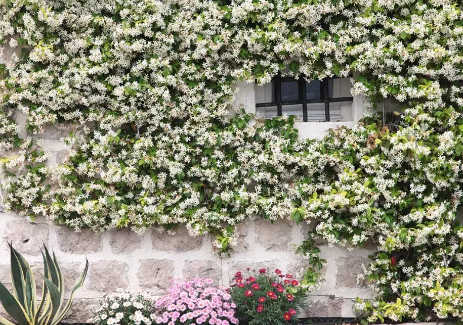 jasmine trellis ideas