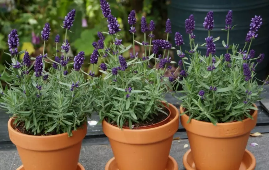 growing lavender in pots