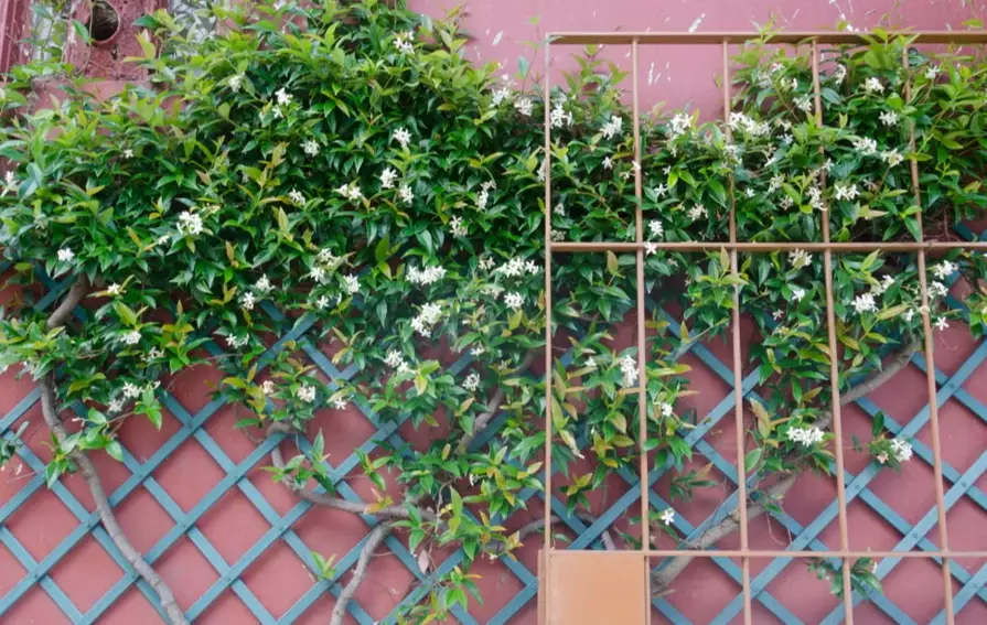 jasmine trellis ideas