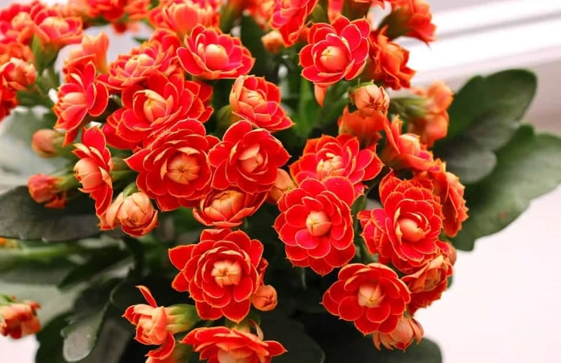 how to make kalanchoe bloom