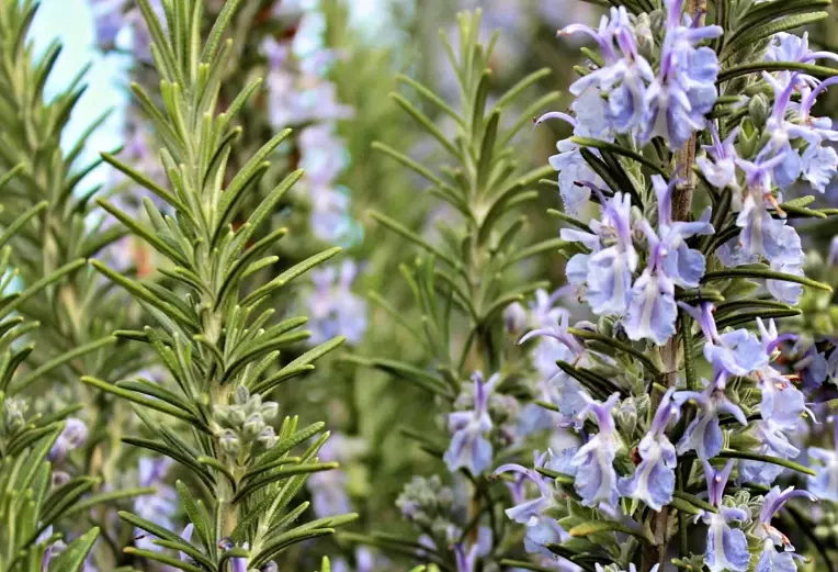 growing romero plant