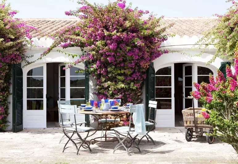 how to care for bougainvillea