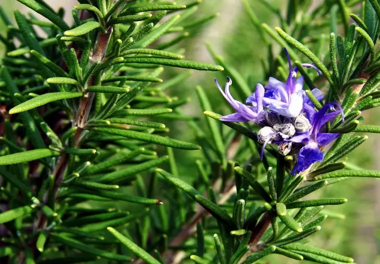 romero plant romero plant