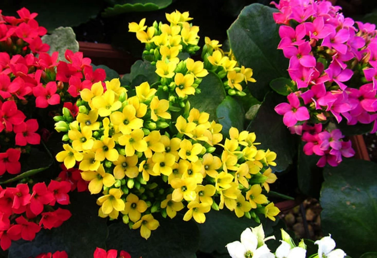 kalanchoe not flowering