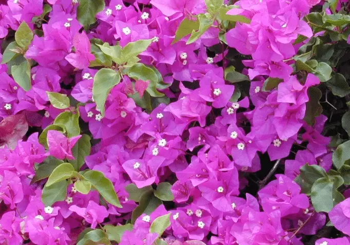 bougainvillea plant care tips