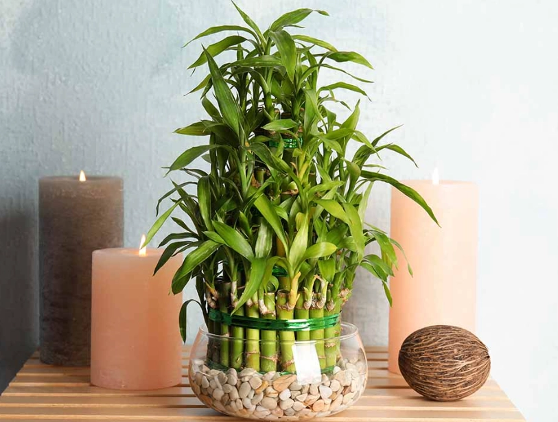 lucky bamboo care