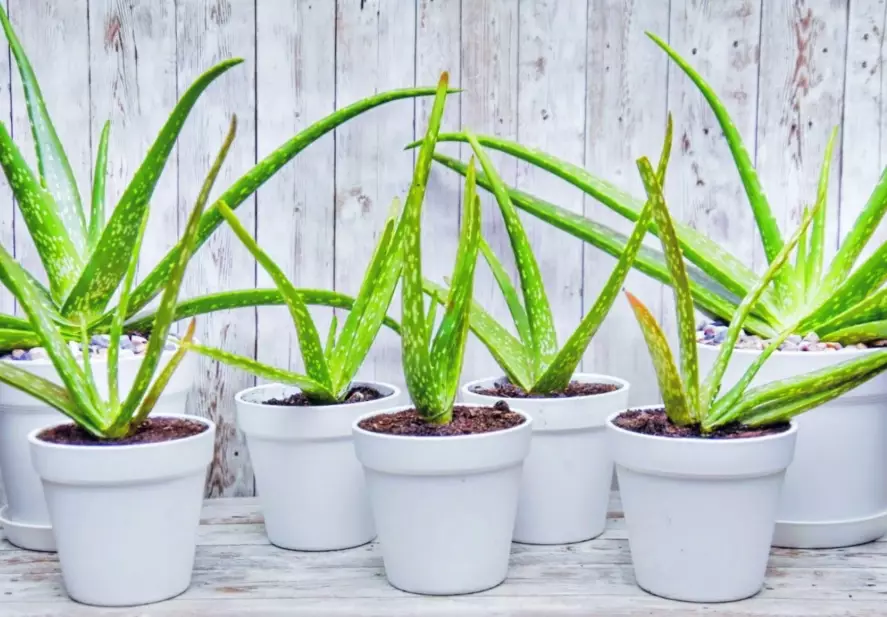 aloe vera plant care