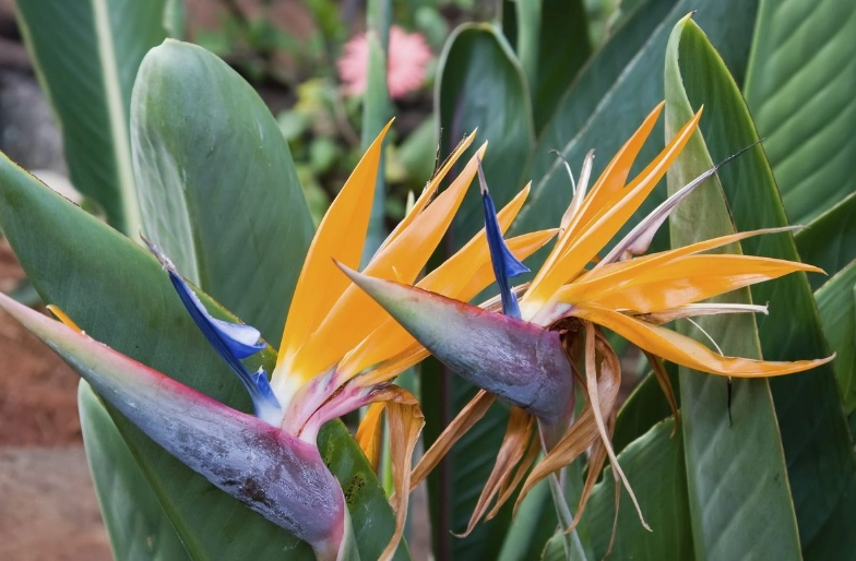 bird of paradise care