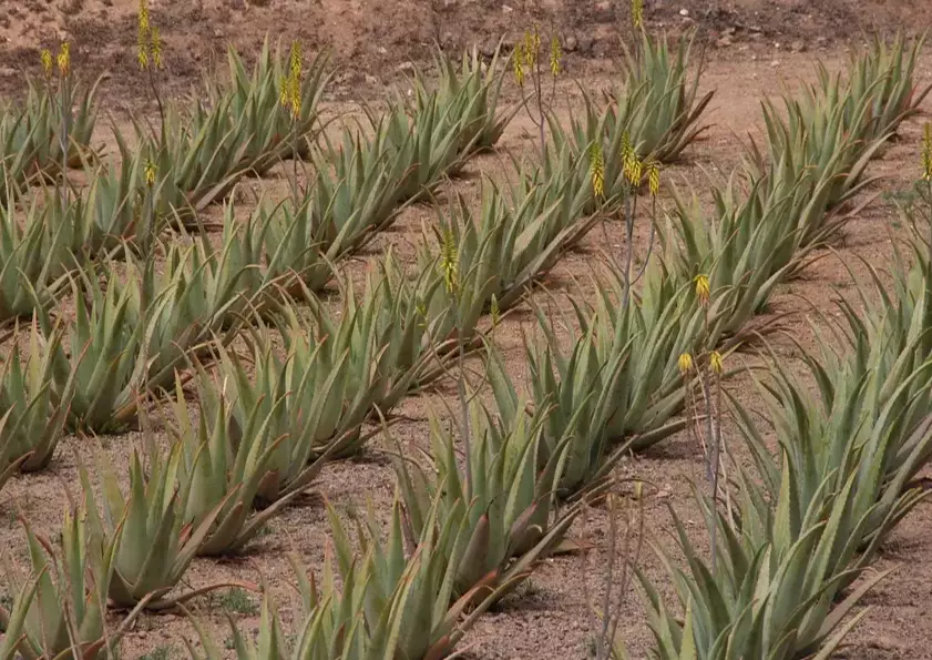 aloe vera plant care aloe vera plant care