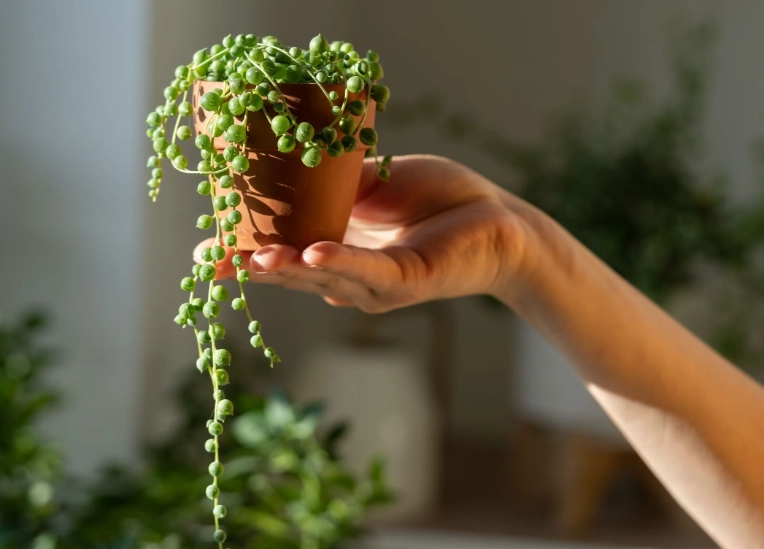 how to care for string of pearls