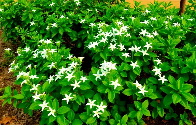 jasmine plant care