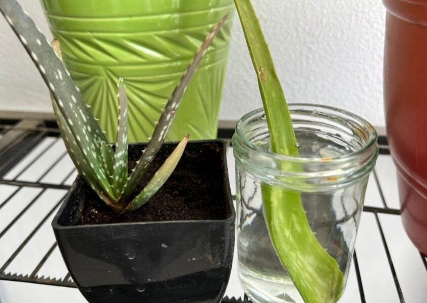 aloe vera plant care aloe vera plant care