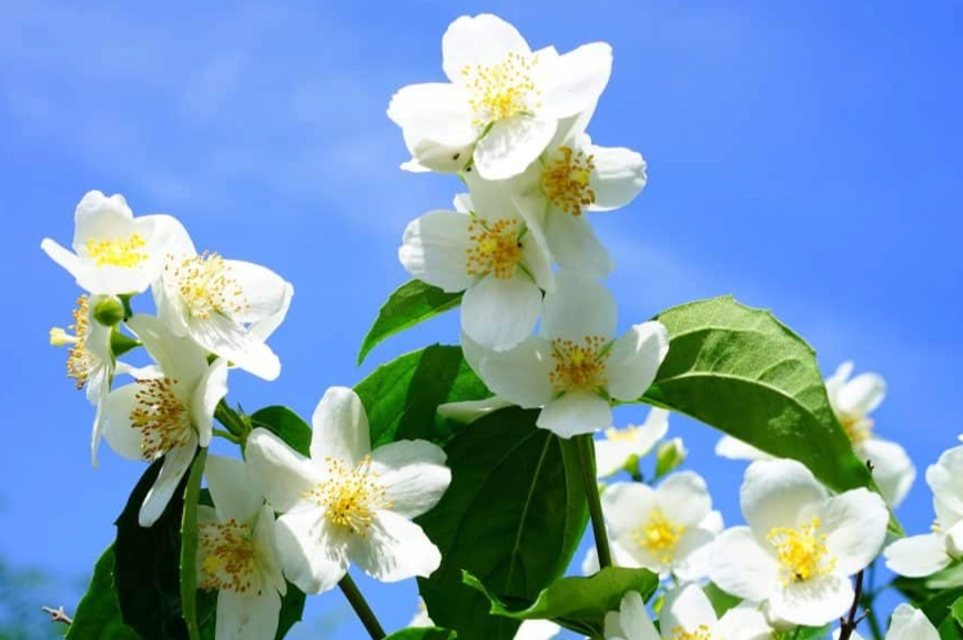 best trellis for jasmine