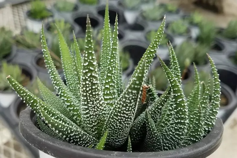 haworthia types
