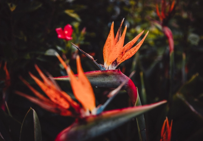 bird of paradise care