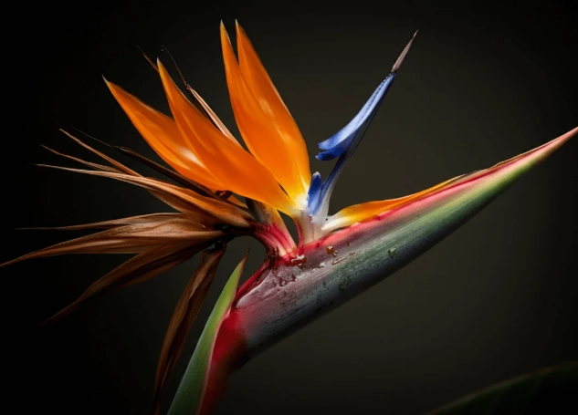 strelitzia care