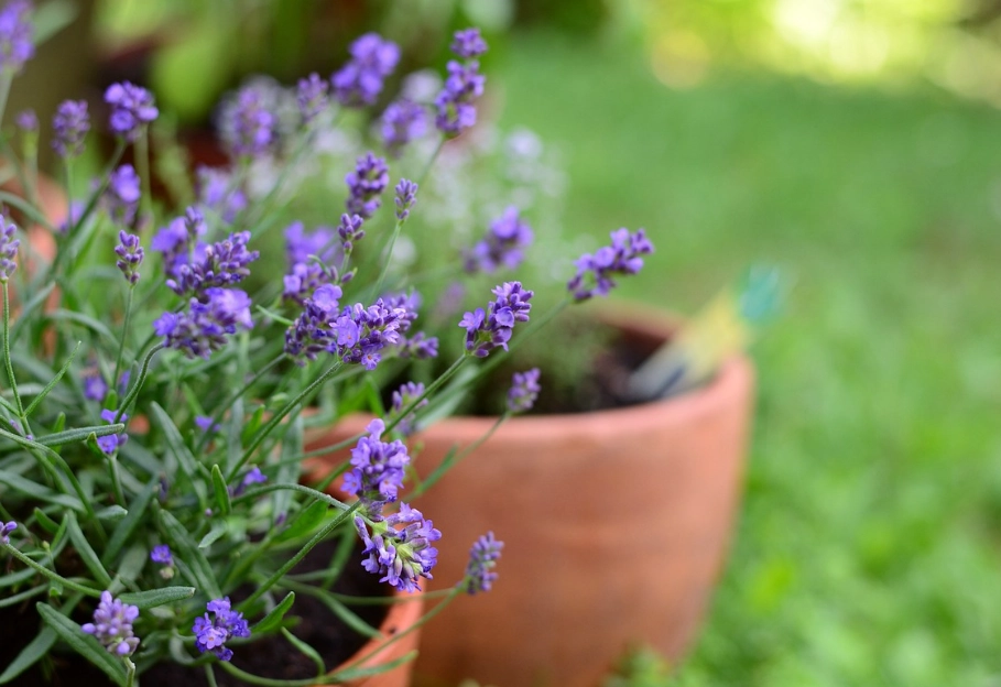 best soil for potted lavender