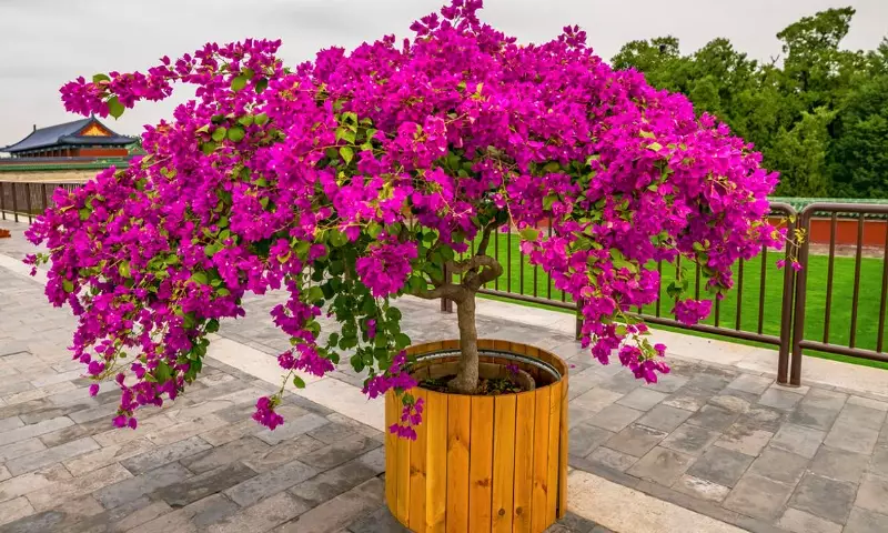 bougainvillea care