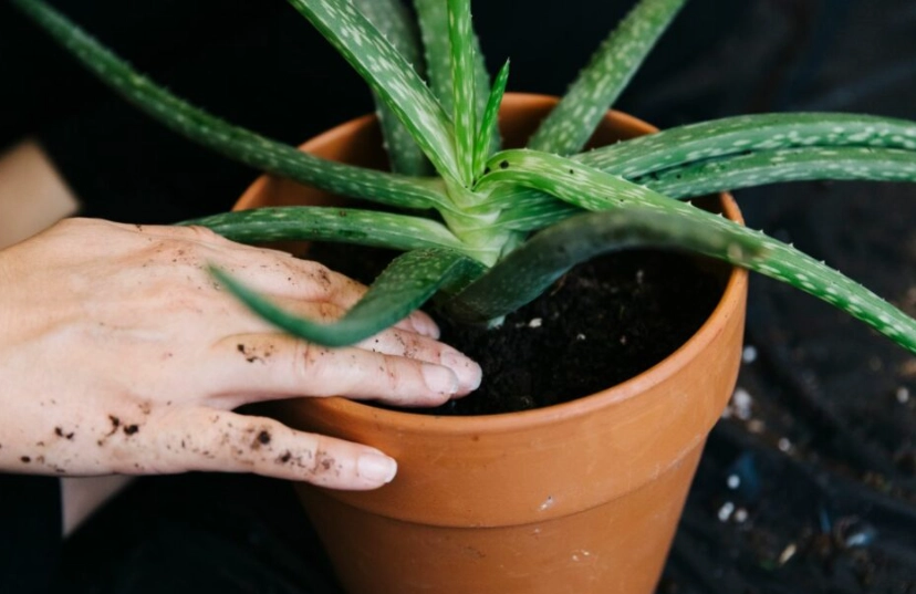 how to water aloe vera