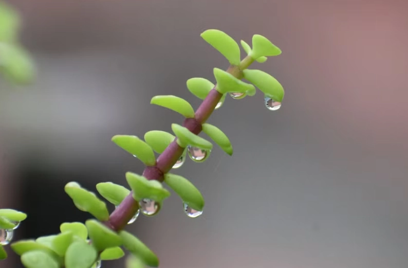 overwatering jade plant