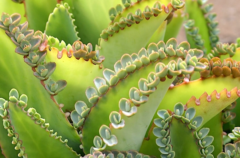 types of kalanchoe plants
