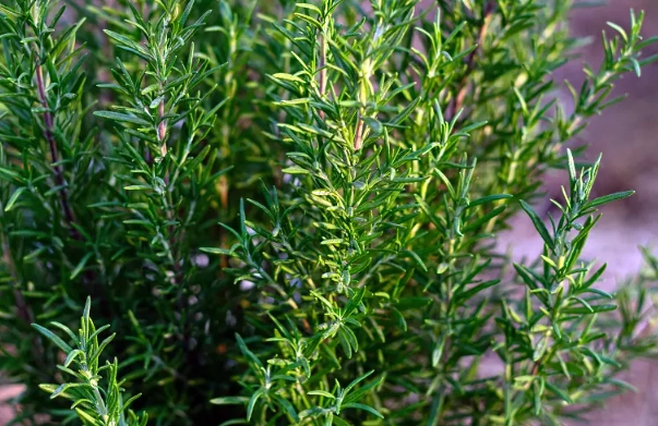 rosemary sunlight requirements