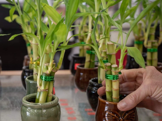 lucky bamboo problems