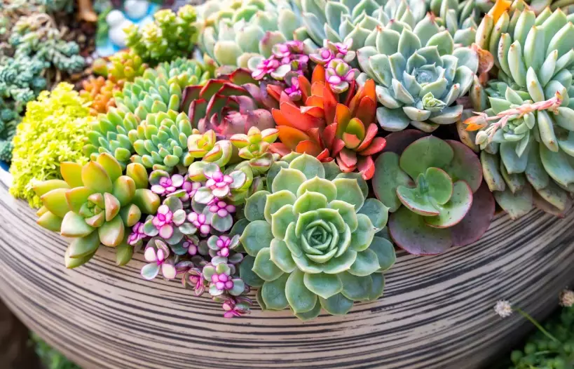 how to care for succulents