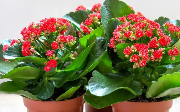 kalanchoe care
