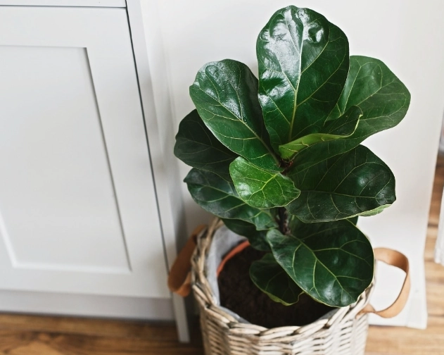 low maintenance large plants