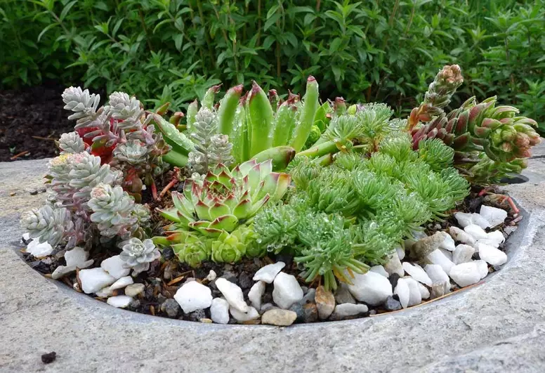 how to care for succulents