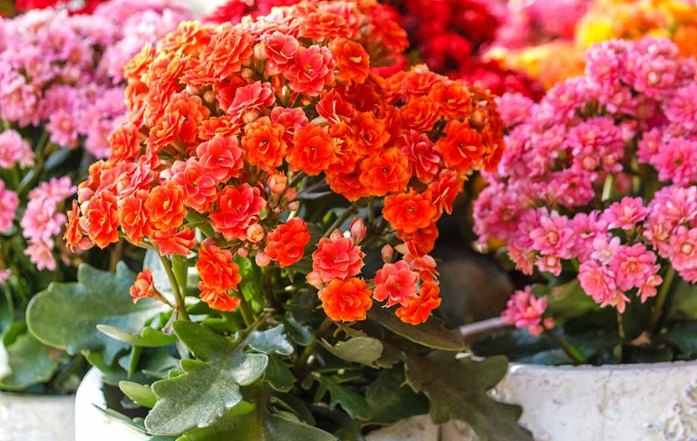 how to care for kalanchoe