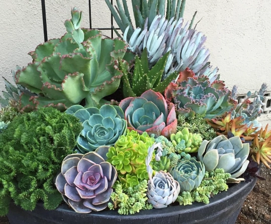 succulent pot ideas