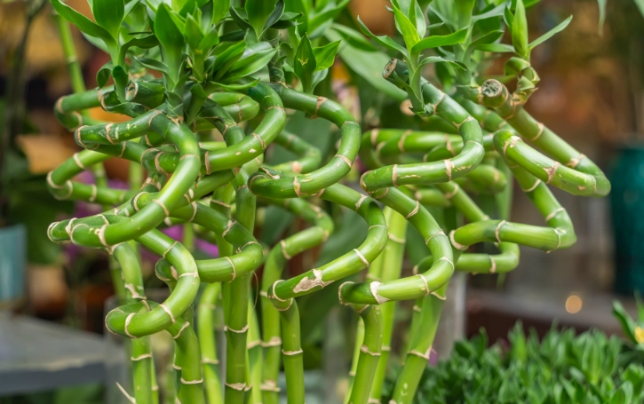 best soil for lucky bamboo