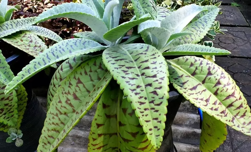 kalanchoe succulent varieties