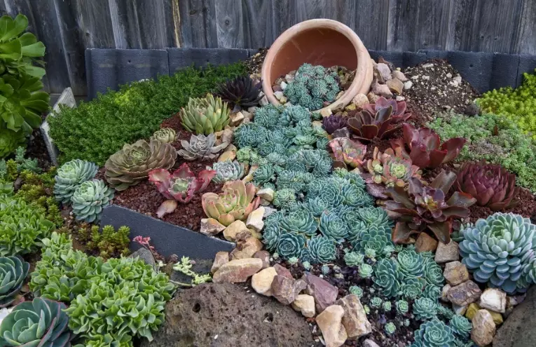 succulent soil mix