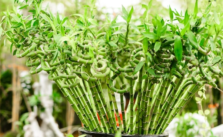 best soil for lucky bamboo