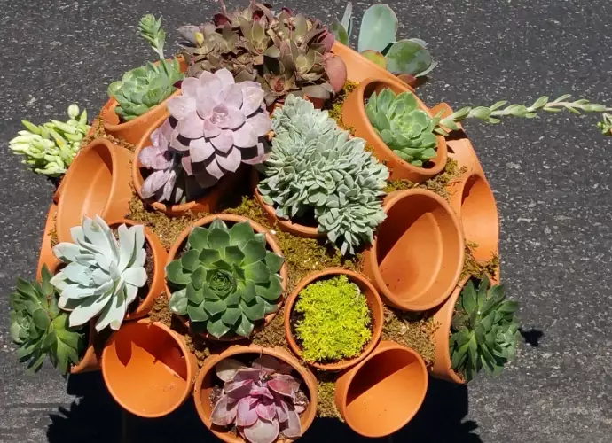succulent pot ideas