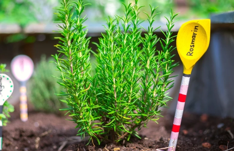 growing rosemary in shade