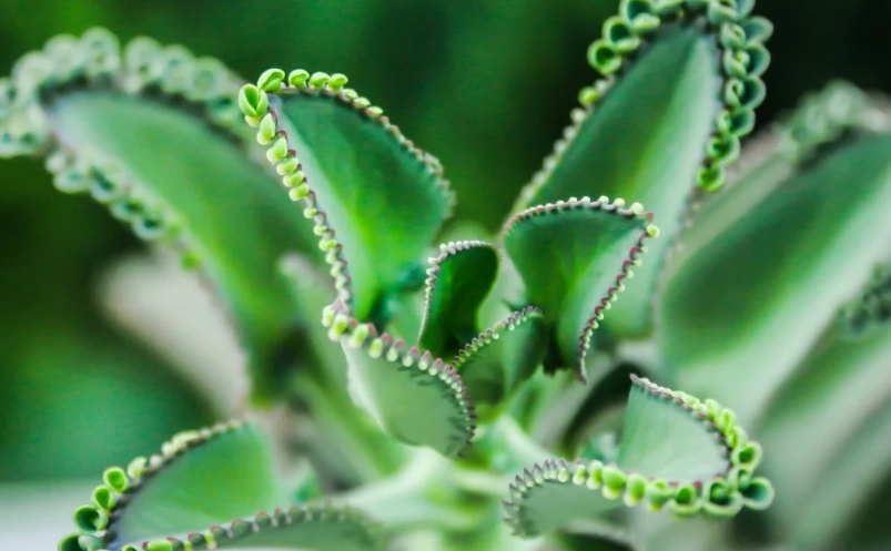 types of kalanchoe plants