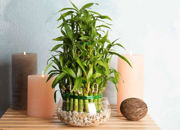 lucky bamboo problems